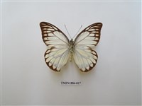 藏品(鋸粉蝶)的圖片